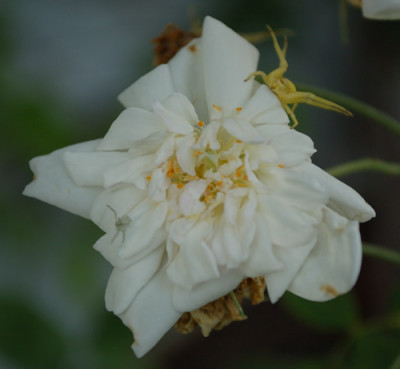 Rosa_moschata_plena_0011_86022.jpg