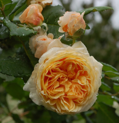 Crown_Princess_Margareta_0011__86190.jpg