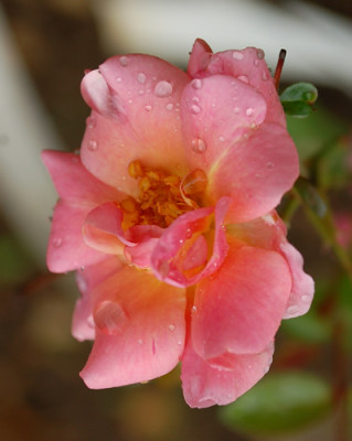 Etoile_Luisante_0011__86142.jpg