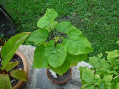 K640_DSC03030.JPG