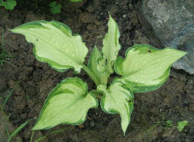 hosta_noname_1796.jpg