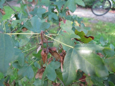 Acer_monspess_ue.jpg