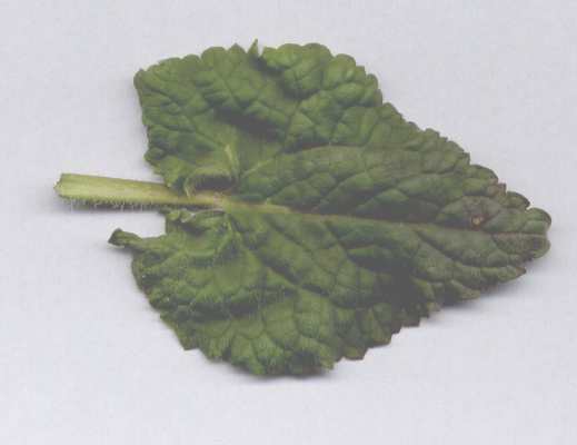 blatt.jpg
