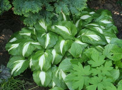hosta_noname_1797.jpg