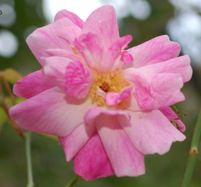 Old_Blush_Clg_0011__86049.jpg