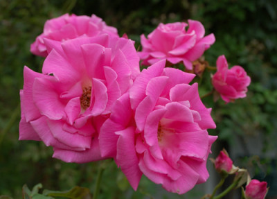 Zephirine_Drouhin_0011__86041.jpg