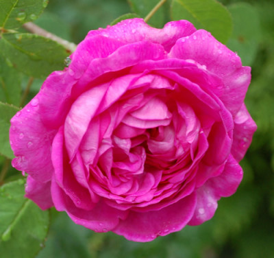 Reine_des_Violettes_0011__86097.jpg