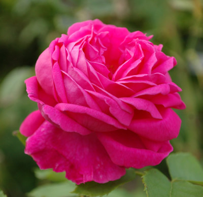 Urdh_0011__86025.jpg