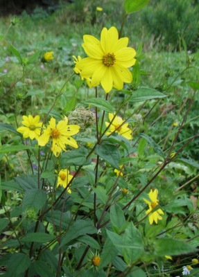 Helianthus_microcephalus.jpg