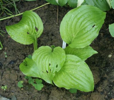 hosta_noname_1798.jpg