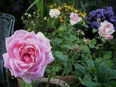 grace_darling_herbstblute.jpg