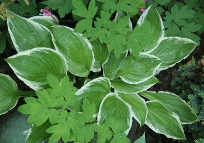hosta_noname_1799.jpg