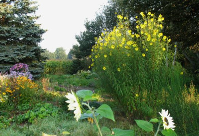 Helianthus_orgyalis.jpg