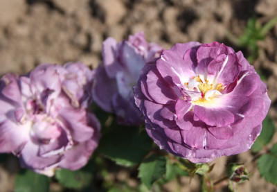 Samling011-1-2.jpg