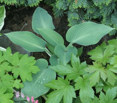 hosta_noname_1800.jpg
