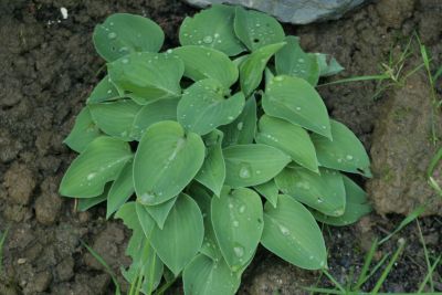 hosta_blue_cadet_1795.jpg