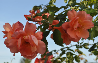 Westerland_0011__10678.jpg
