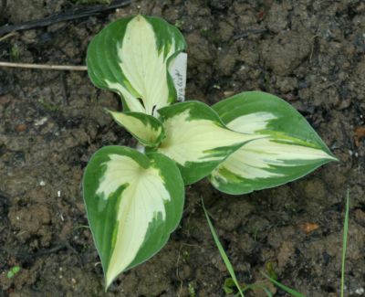 hosta_loyalist_1794.jpg