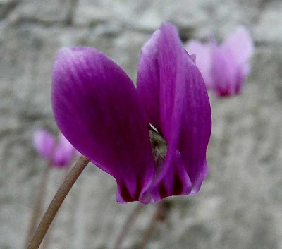 c.hederifolium_dark_purple.jpg