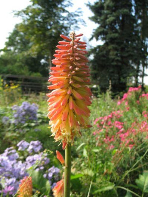 Kniphofia_3.jpg