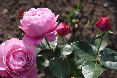 scholle_hohe_floribunda_lilarosa.jpg