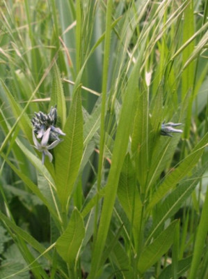 wiese_amsonia.jpg