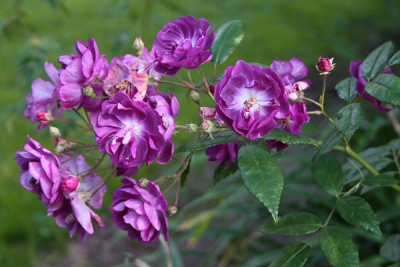 purple_skyliner-sep.jpg