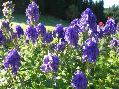 eisenhutokt0.jpg