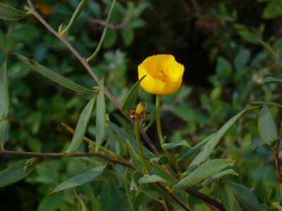 Dendromecon_rigida_1.jpg