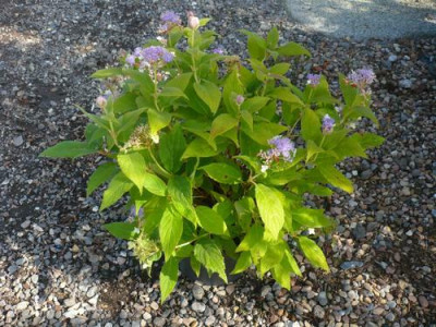 Hydrangea_involucrata_Dwarf.jpg