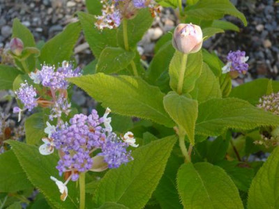 Hydrangea_involucrata_Dwarf_1.jpg