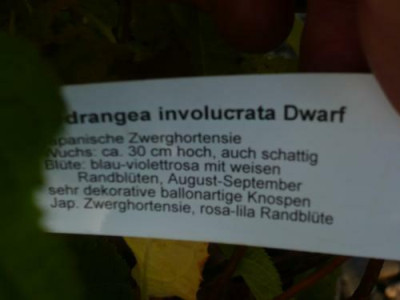 Hydrangea_involucrata_Dwarf_2.jpg