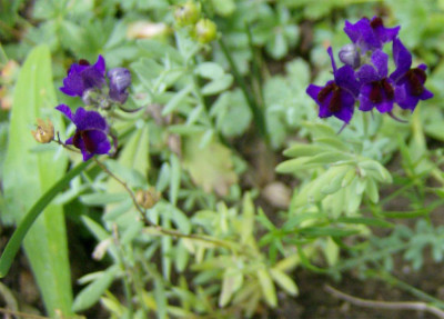 Linaria-bea-270911.jpg