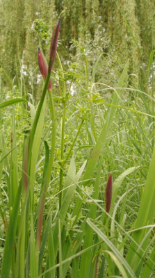 wiese_wiesenirisknospen.jpg