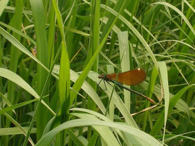wiese_libelle.jpg