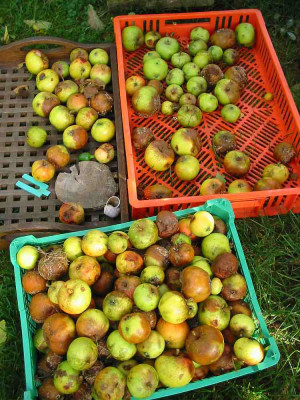 Hagelapfel_28.09.11.jpg