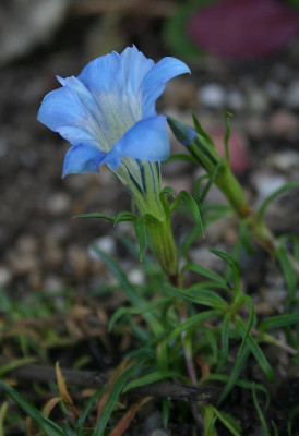 IMG_6369_eGentiana_farreri_Alex_Duguid.JPG