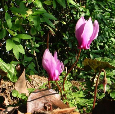C.hansihoe-rosa1.jpg