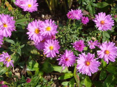 A._dumosus_Nesthakchen.jpg