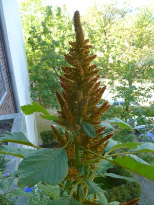 Amaranth_welcher_P10209731.jpg