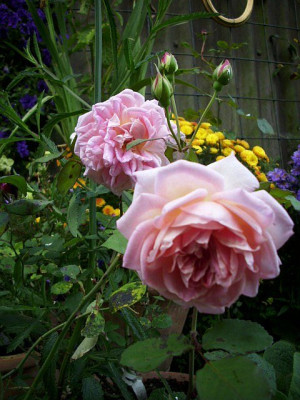 grace_darling_herbstblute_2.jpg