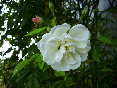 lykkefund_herbstblute.jpg
