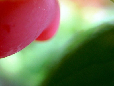 frucht_lonicera_purpusii.jpg