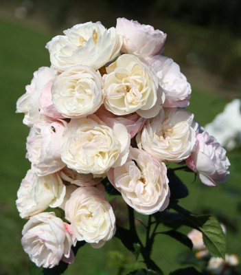 bouquet_parfait_-sep.jpg