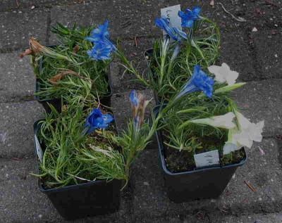 Gentiana_sino-ornata__29.9.11._007.jpg