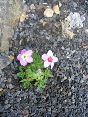 Dionysia_involucrata_Fasching_Hortu.jpg