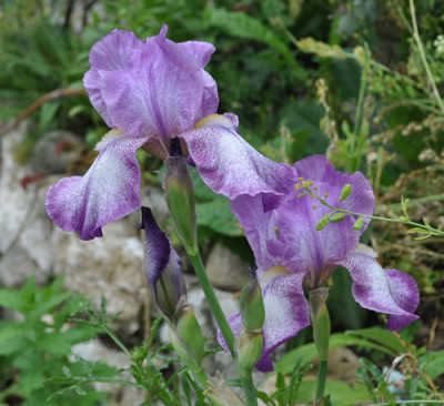 Iris_0011__0790.jpg
