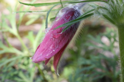Pulsatilla_September.jpg