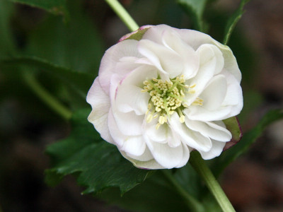 Helleborus-SamlingIMG_8128jpg.jpg