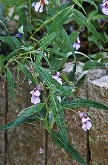 Impatiens1.jpg
